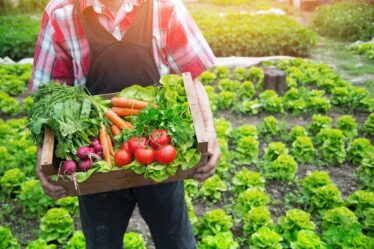 pesticidi su cibo biologico