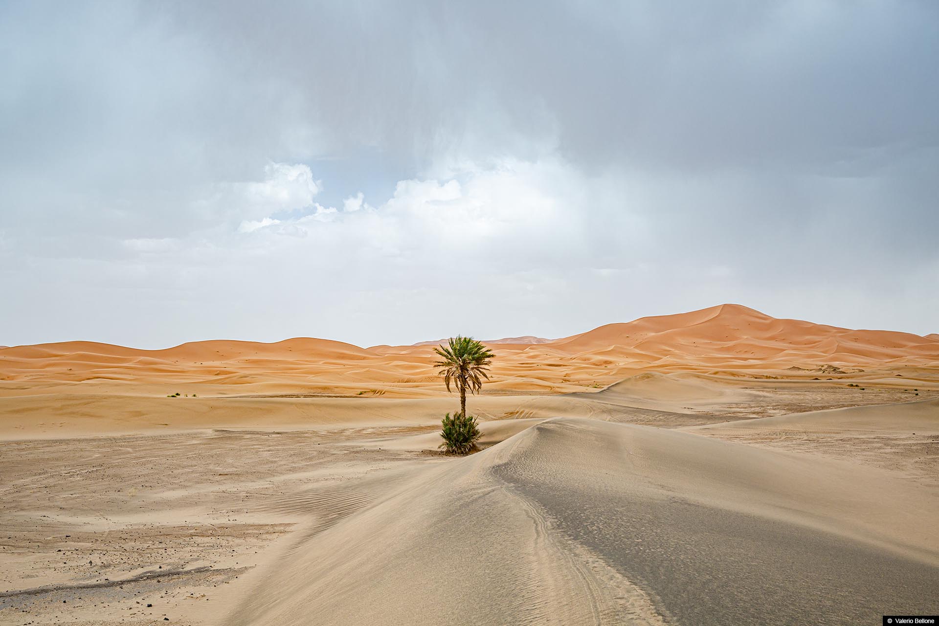 Palma del deserto